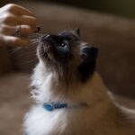 9 Clever Ways Your Cat Manipulates You for Treats (and How to Spot Them)