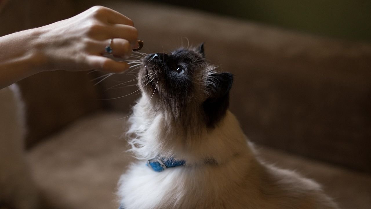 9 Clever Ways Your Cat Manipulates You for Treats (and How to Spot Them)