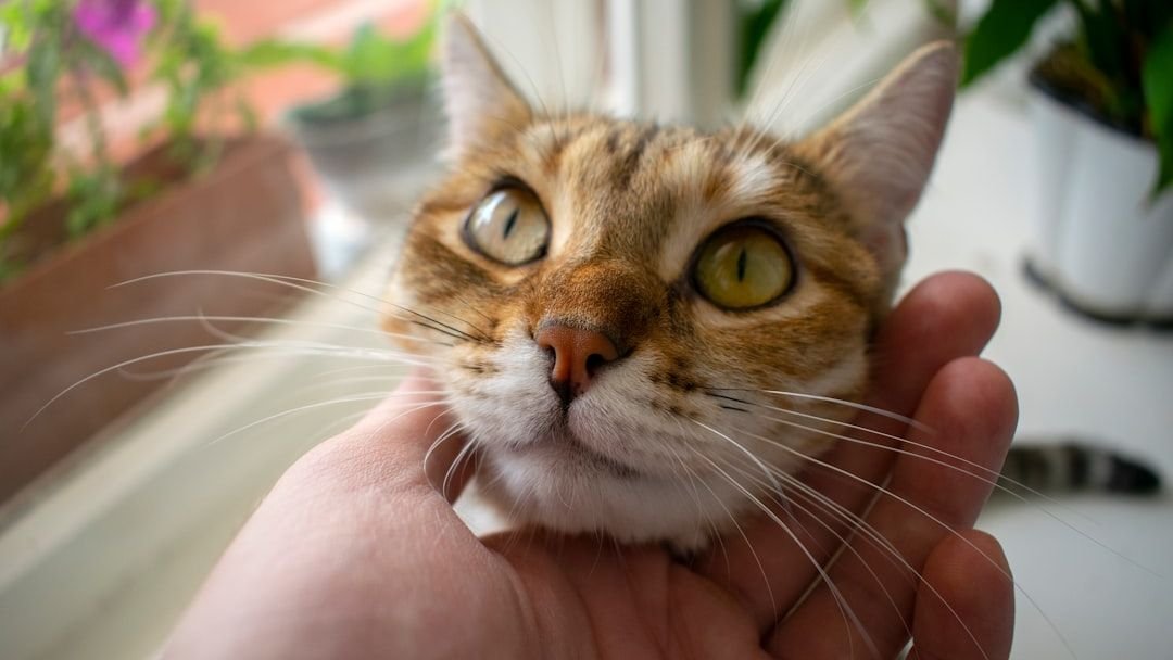 The Unseen Bonds: How Your Cat Recognizes Your Scent Like No Other Human