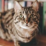 Your Cat's Secret Life: How They Navigate Your Home When You're Not Watching