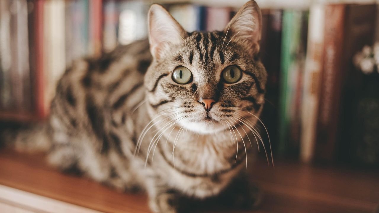 Your Cat's Secret Life: How They Navigate Your Home When You're Not Watching