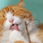 Feline Grooming Rituals: More Than Just Cleanliness, It's a Stress Reducer