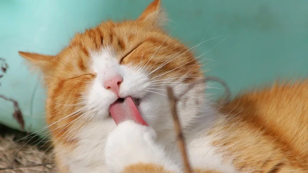 Feline Grooming Rituals: More Than Just Cleanliness, It's a Stress Reducer