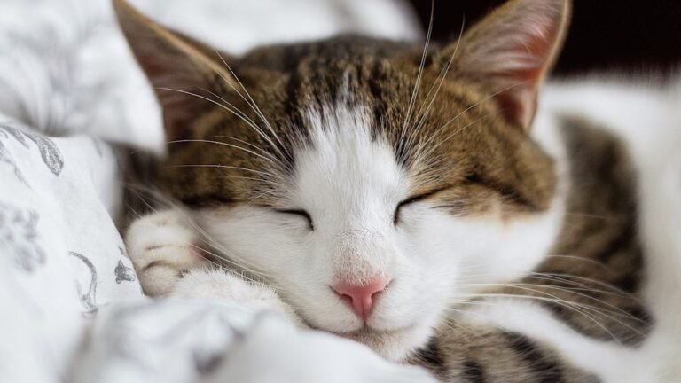 The Intricate World of Feline Dreams: What Your Cat's Sleep Twitches Really Mean