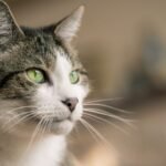 9 Ways Your Cat Communicates Without a Single Meow (Are You Listening?)