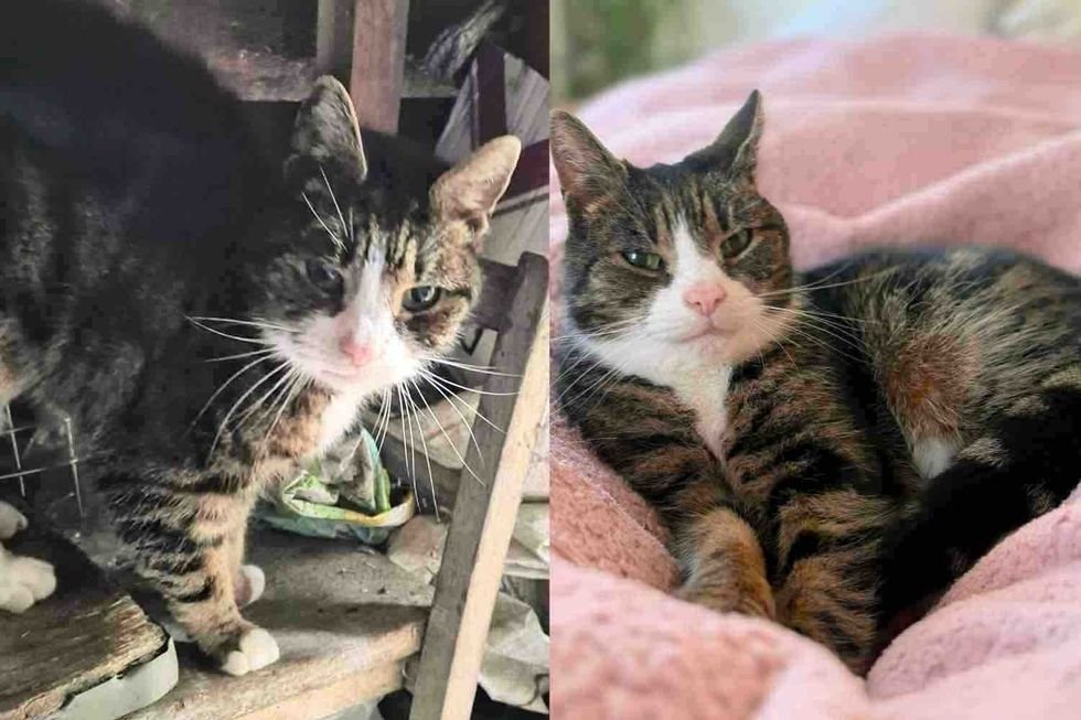 Tabby Cat Emerges from Shed Shadows into a World of Warmth and Affection