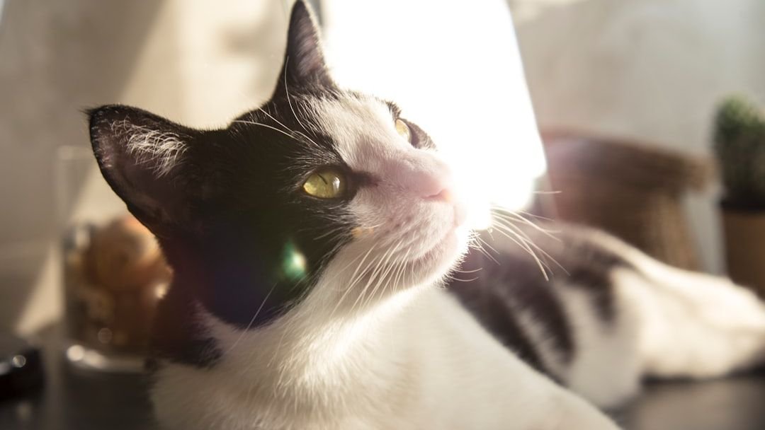 7 Times Your Cat's Intuition Is Sharper Than Yours (and What They're Sensing)