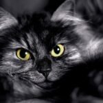 Why Does Your Cat Stare? It's Not Always What You Think!