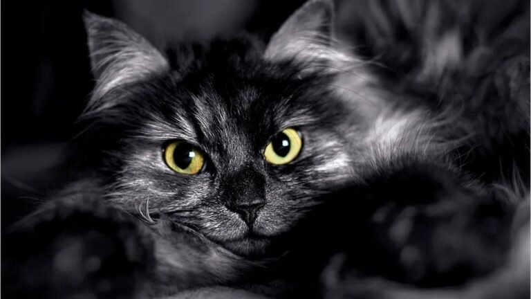 Why Does Your Cat Stare? It's Not Always What You Think!