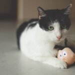 What If Your Cat's Favorite Toy Is Actually a Secret Message?