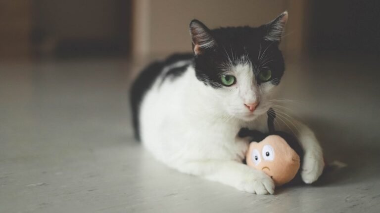 What If Your Cat's Favorite Toy Is Actually a Secret Message?