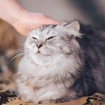 Cats Don't Just Live with You; They Choose to Coexist in Harmony