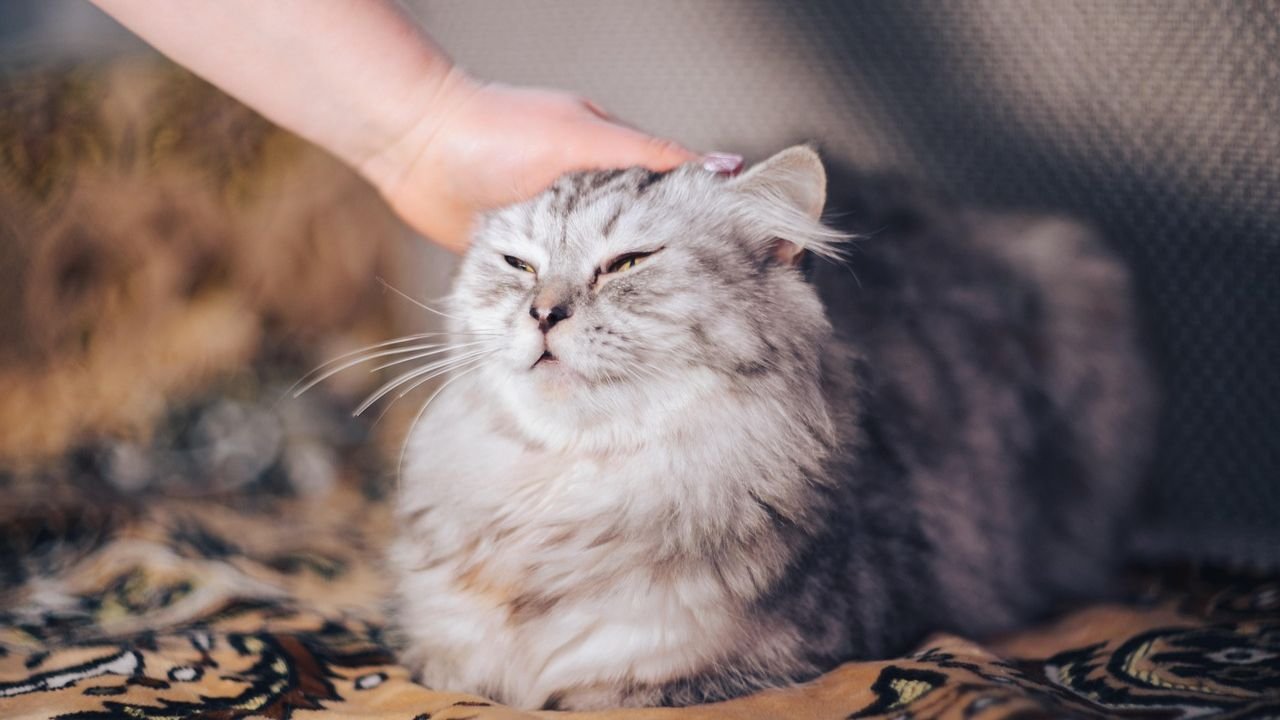 Cats Don't Just Live with You; They Choose to Coexist in Harmony