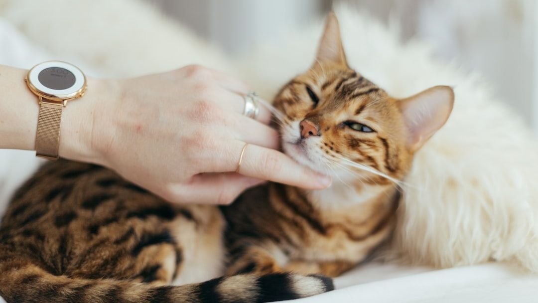 7 Tiny Habits That Make Your Cat Feel Extra Loved
