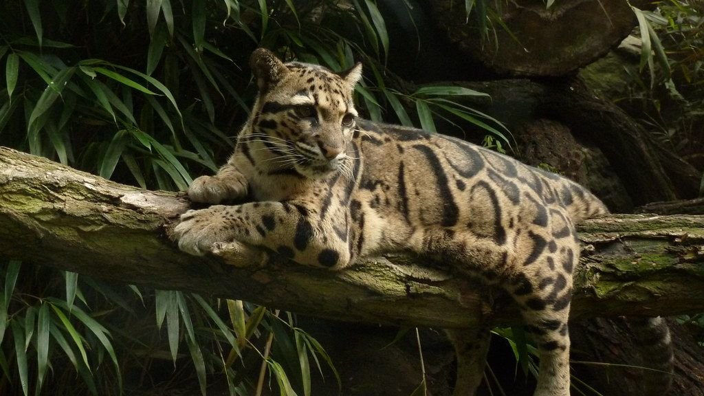 The Clouded Leopard: A Ghost in the Forest's Fight for Survival