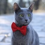 9 Cat Breeds Perfect for a Relaxed Retirement Lifestyle