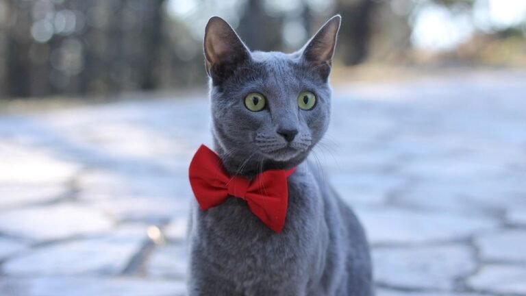 9 Cat Breeds Perfect for a Relaxed Retirement Lifestyle