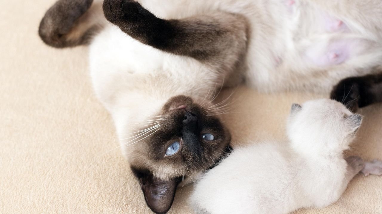 12 Cat Breeds Known for Their Hilarious Antics