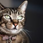 What's the Secret Behind Your Cat's Mysterious Nighttime Adventures?