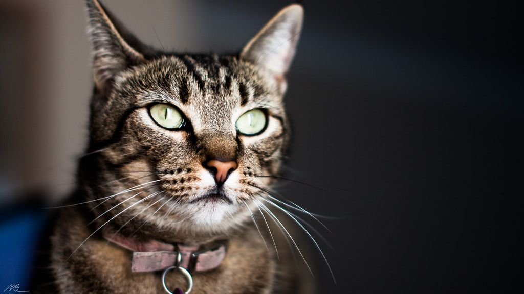What's the Secret Behind Your Cat's Mysterious Nighttime Adventures?