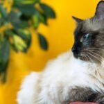8 Cat Breeds That Thrive in Quiet, Comfortable Homes