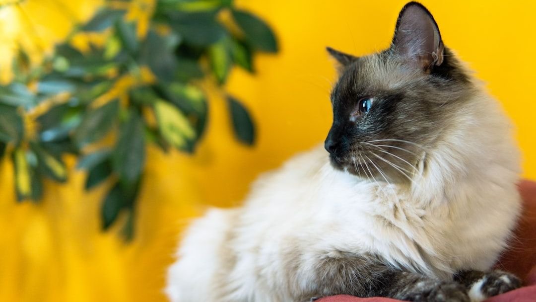 8 Cat Breeds That Thrive in Quiet, Comfortable Homes