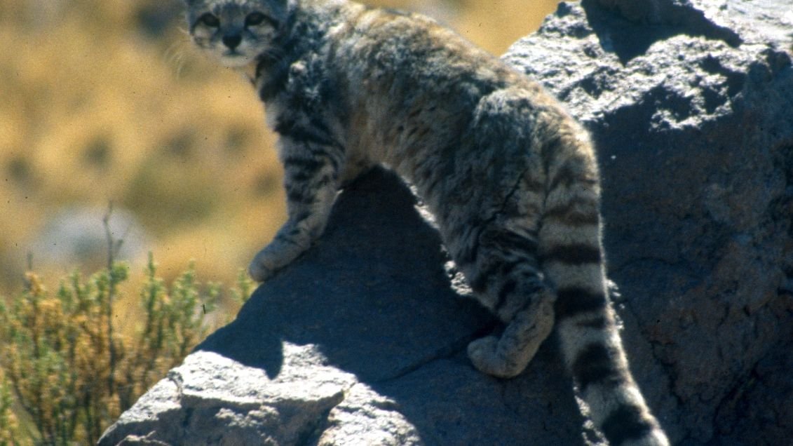 The Andean Cat: A Phantom of the Mountains' Perilous Existence