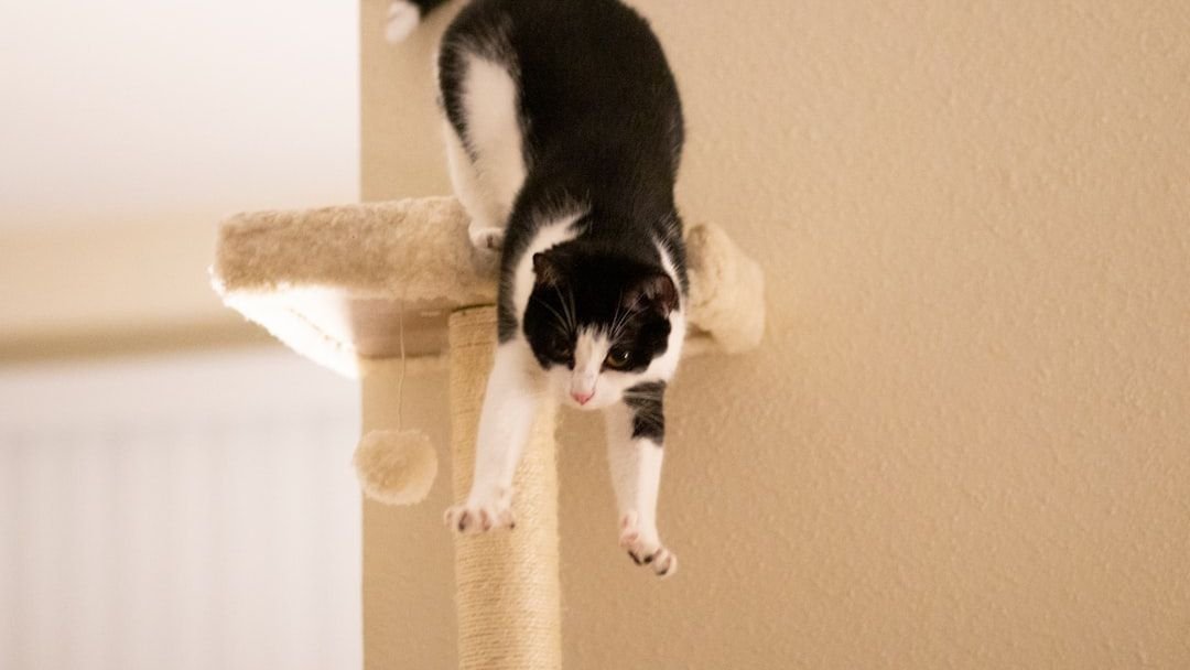 Why Do Cats Always Seem to Land on Their Feet?