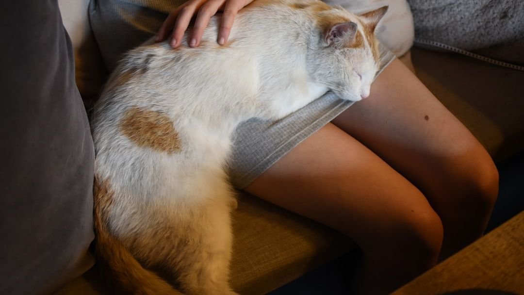 Your Cat's Sleeping Habits Reveal Their Deepest Trust in You