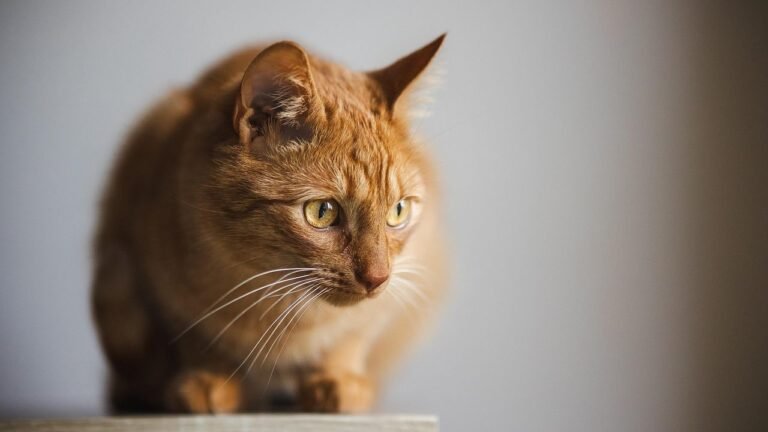 Cats Are Not Just Pets; They Are Household Guardians