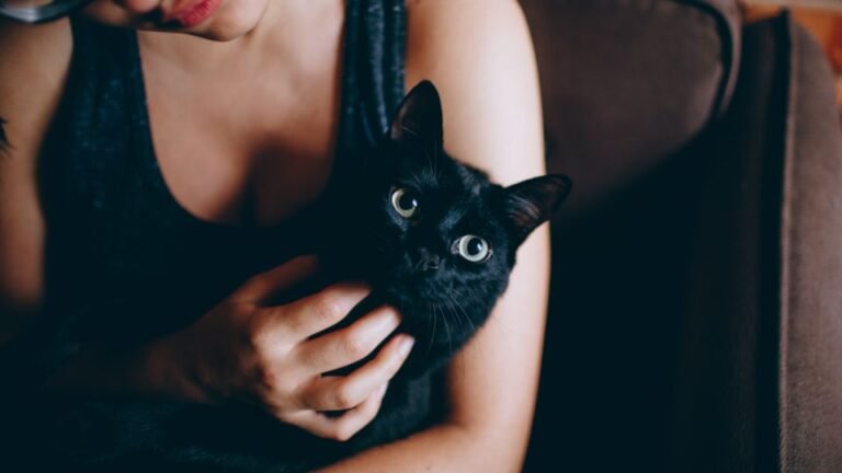 12 Ways Your Cat Secretly Shows You Unconditional Love