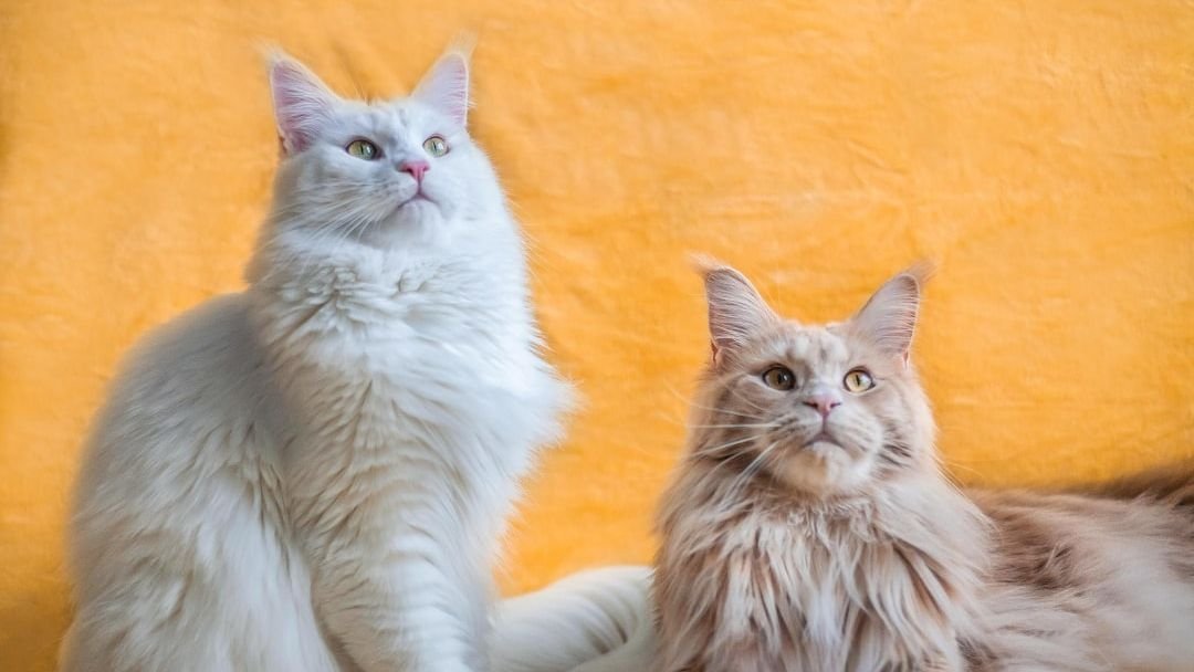 11 Cat Breeds Whose Personalities Match Every Zodiac Sign