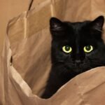 15 Everyday Objects Your Cat Finds Utterly Fascinating (and Why!)