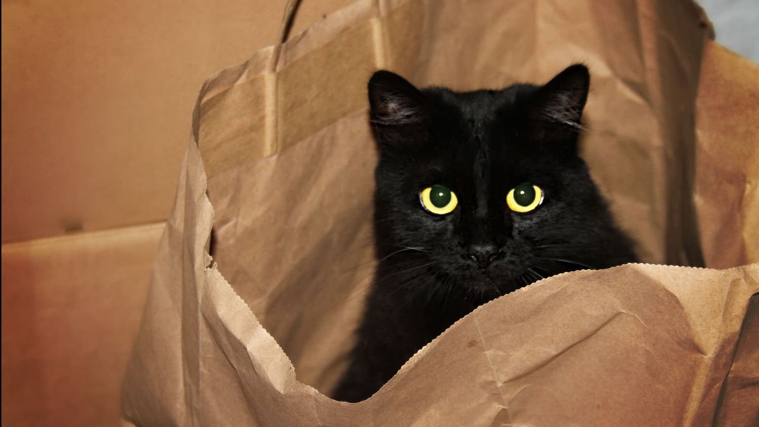 15 Everyday Objects Your Cat Finds Utterly Fascinating (and Why!)