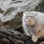 The Pallas's Cat: A Furry Enigma of the Steppe