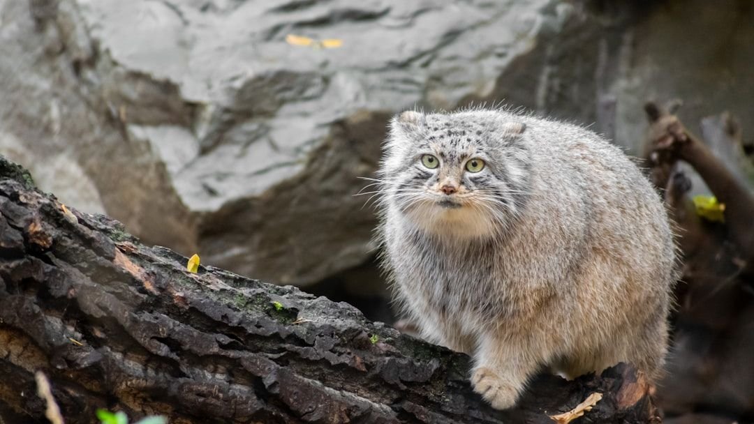 The Pallas's Cat: A Furry Enigma of the Steppe