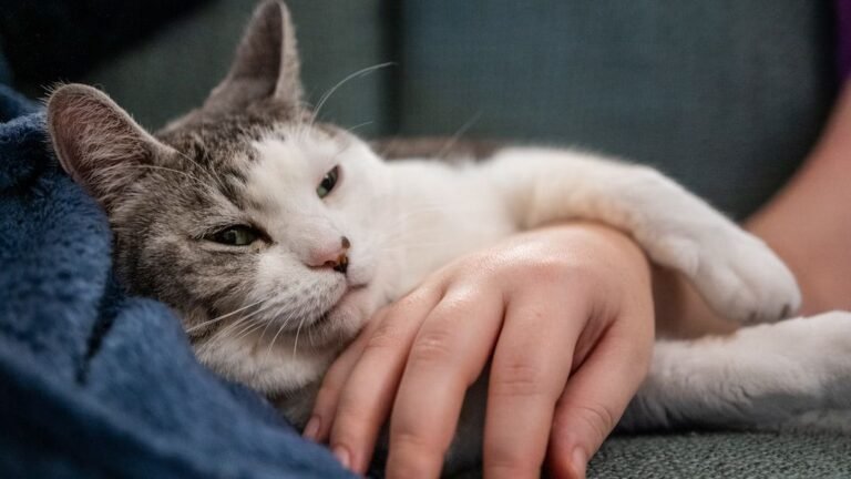 10 Ways to Deepen Your Bond with an Adopted Senior Cat