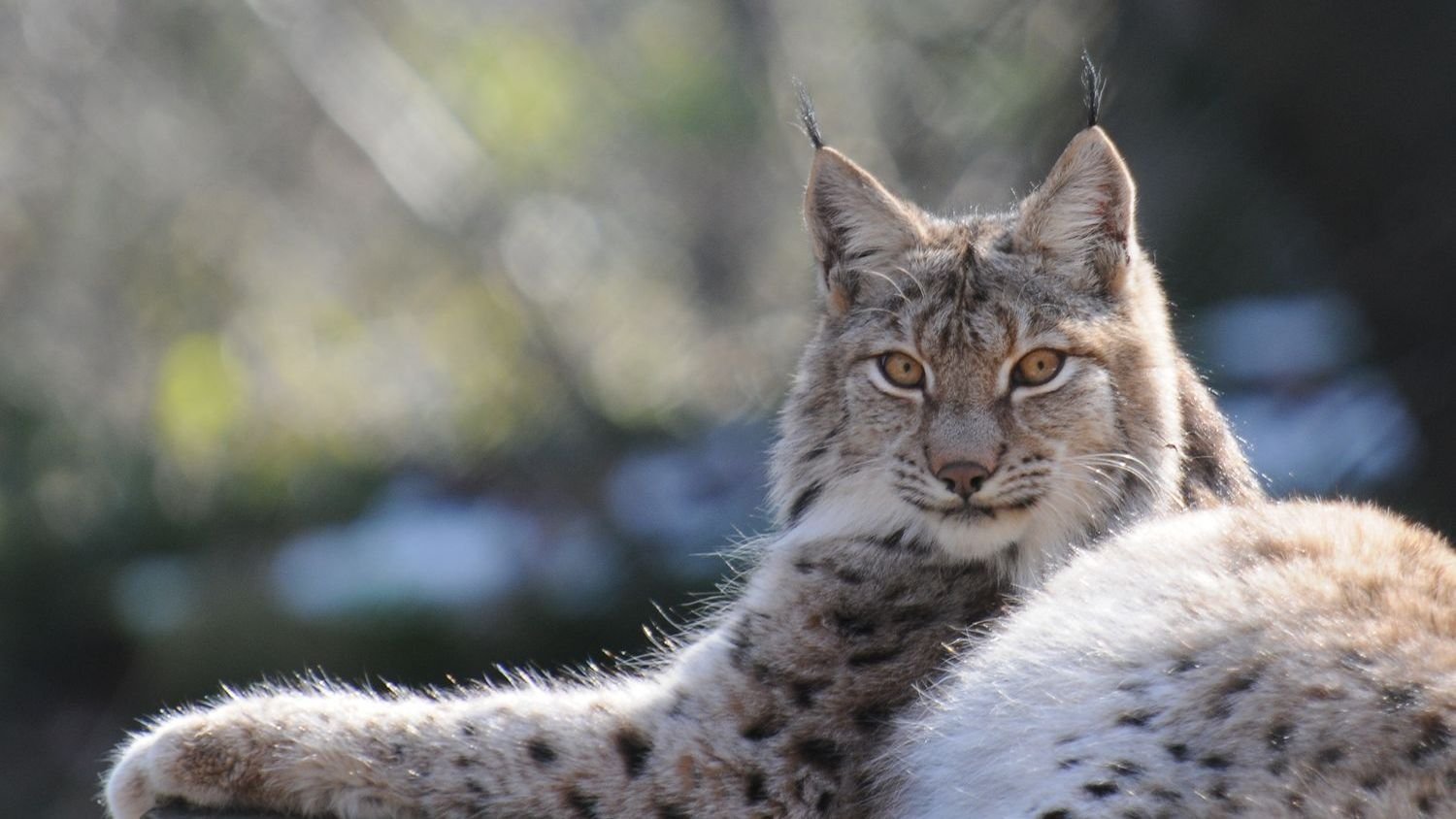 The Lynx: A Silent Hunter's Struggle in the Wild