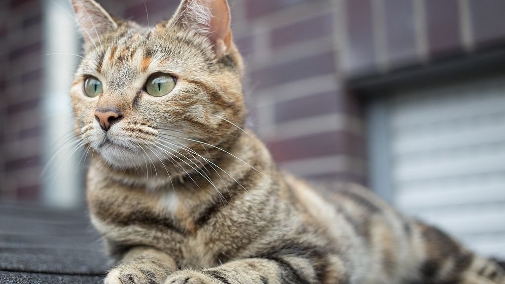 9 Common Misconceptions About Cat Intelligence, Debunked!