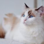 7 Cat Breeds That Are Perfect Companions for Empty Nesters