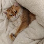 10 Ways to Create a Calm Sanctuary for Your Senior Cat