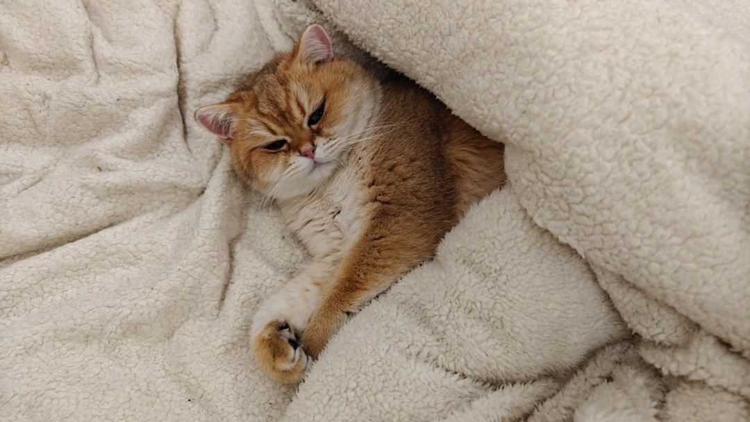 10 Ways to Create a Calm Sanctuary for Your Senior Cat