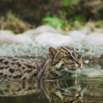 The Fishing Cat: A Unique Hunter's Wetland Challenges