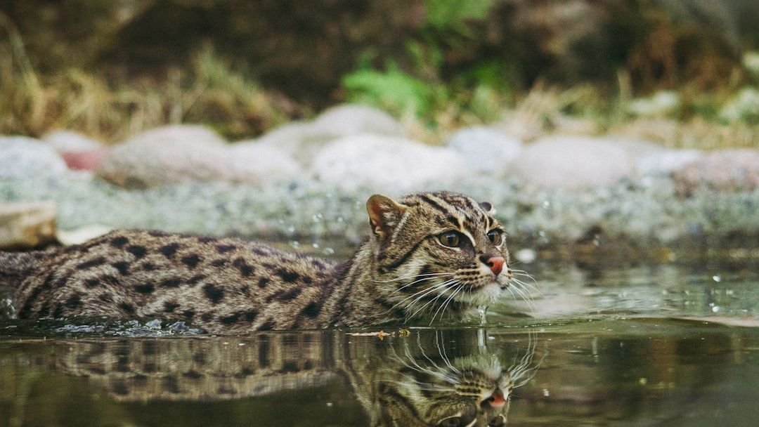 The Fishing Cat: A Unique Hunter's Wetland Challenges