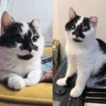 Rescued Feral Kitten Trades Deck for Dreams of Domestic Bliss