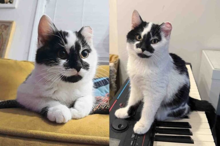 Rescued Feral Kitten Trades Deck for Dreams of Domestic Bliss