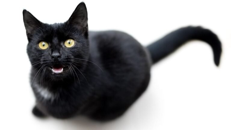 What If Your Cat's Chirps Are Actually Their Way of 'Talking' to You?