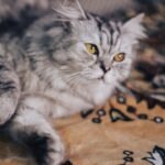 12 Ways Your Cat Tries to Communicate Their Needs Without a Single Meow