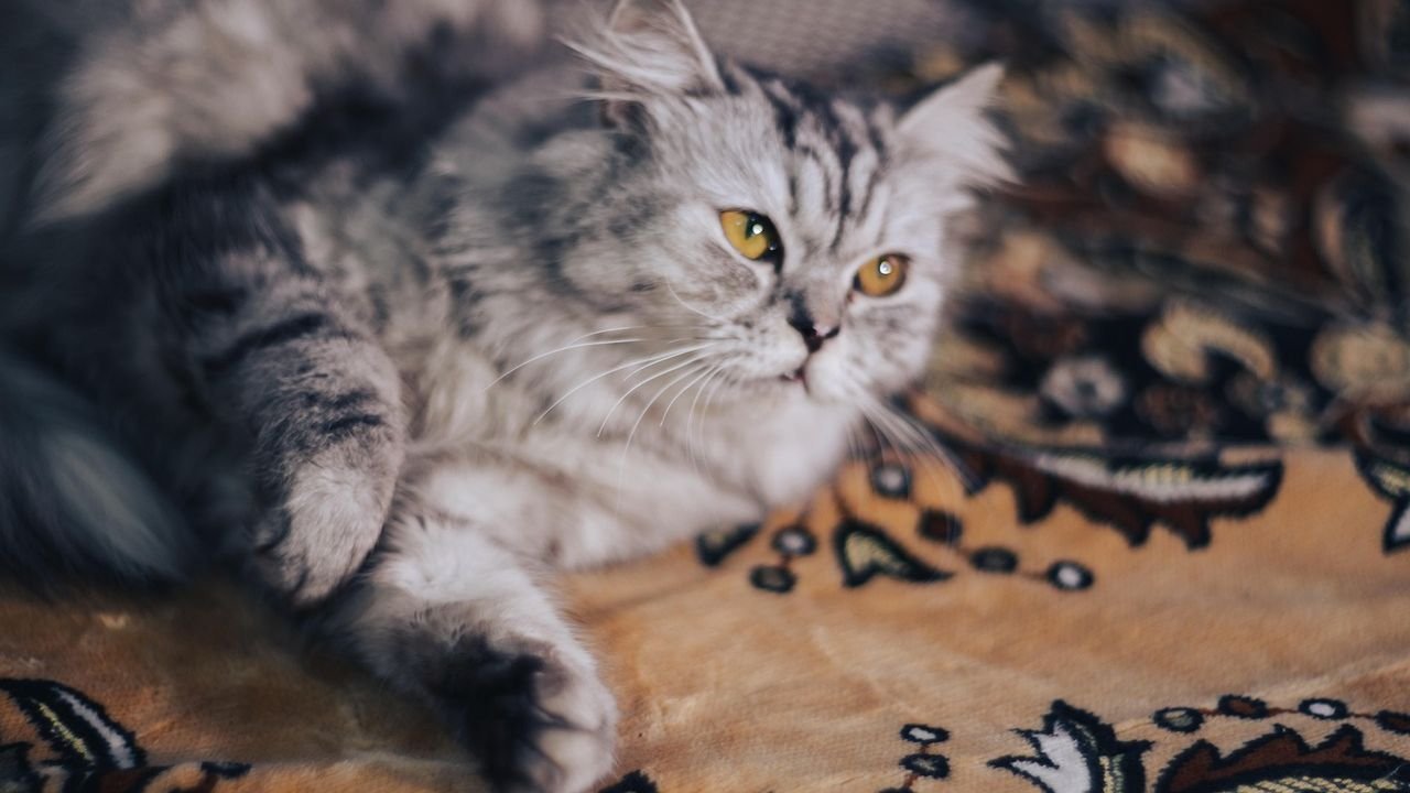 12 Ways Your Cat Tries to Communicate Their Needs Without a Single Meow