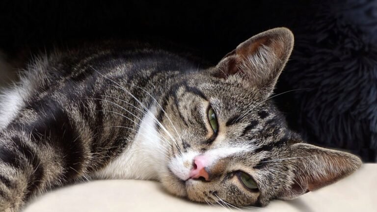 The Slow Blink From Your Cat Is Their Ultimate Gesture of Trust and Love